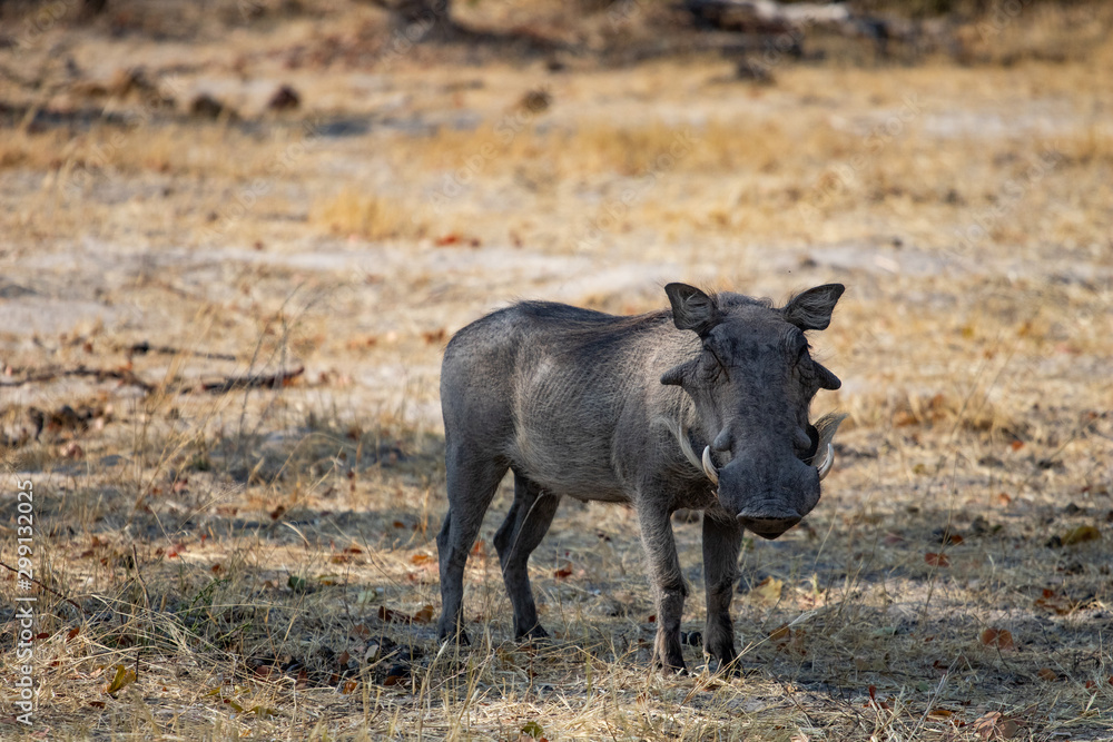 warthog standings in the African savannah, a funny animal similar to the wild boar with long tusks. Photography of wild nature and animals warthog standings in the African savannah, a funny animal similar to the wild boar with long tusks. Photography of wild nature and animals