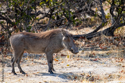 warthog standings in the African savannah, a funny animal similar to the wild boar with long tusks. Photography of wild nature and animals
