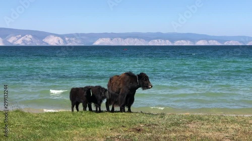 Black long-haired yak with calves on shore of Lake Baikal on a sunny summer day. Olkhon Island, Siberia, Russia photo