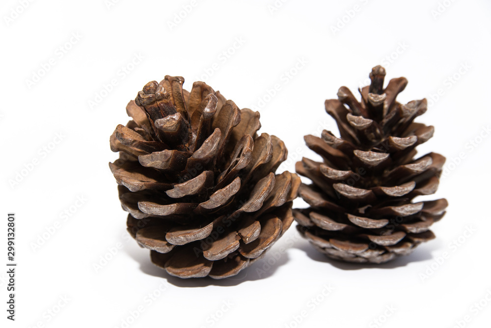 fir cones on a white background fir cones on a white background