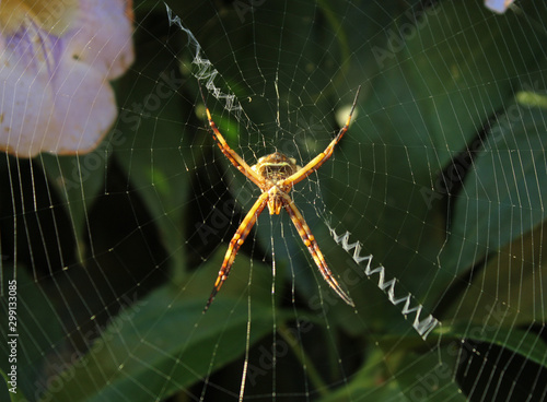 Wallpaper Mural WILD SPIDER GREEN WEB INSECT Torontodigital.ca