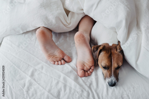 Legs of a child under a white blanket next to a cute dog Jack Russell Terrier. photo