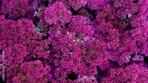abstract background of flowers
