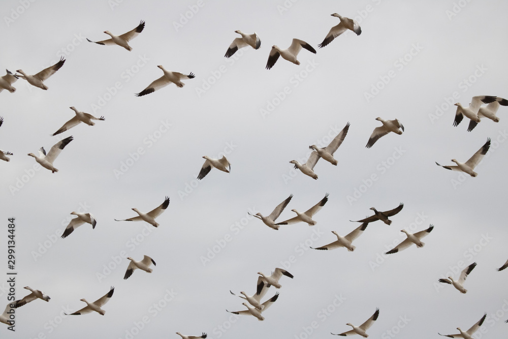 Snow Geese fly over Pennsylvania farmland during the Spring migration. Snow Geese fly over Pennsylvania farmland during the Spring migration.