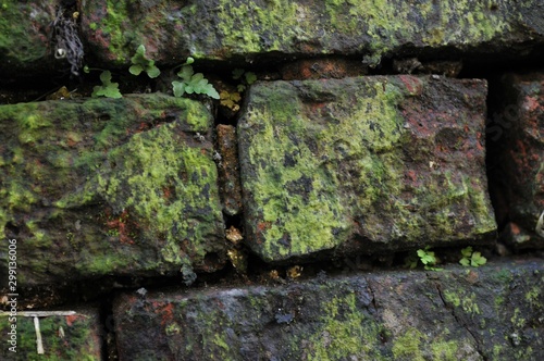 Old Broken Red Brick Wall with Green Moss