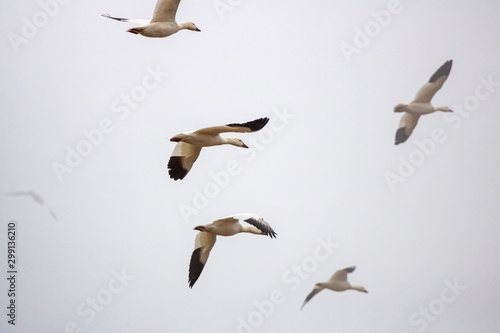 Snow Geese fly over Pennsylvania farmland during the Spring migration.