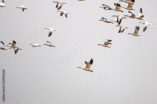 Snow Geese fly over Pennsylvania farmland during the Spring migration.