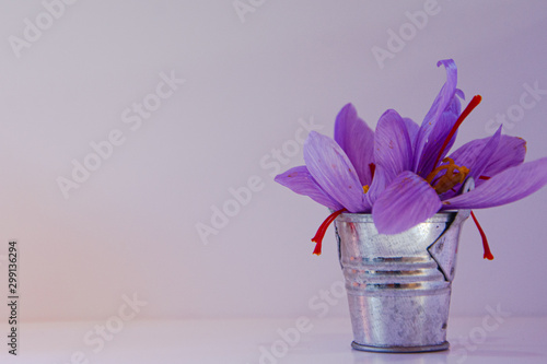 Aluminum bucket with saffron flower photo