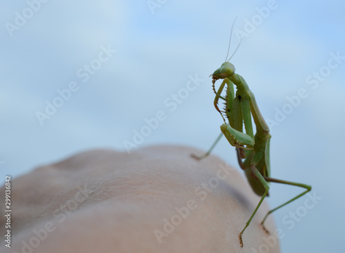 Wallpaper Mural Macro photo of a green praying mantis on a hand against a blue background  Torontodigital.ca