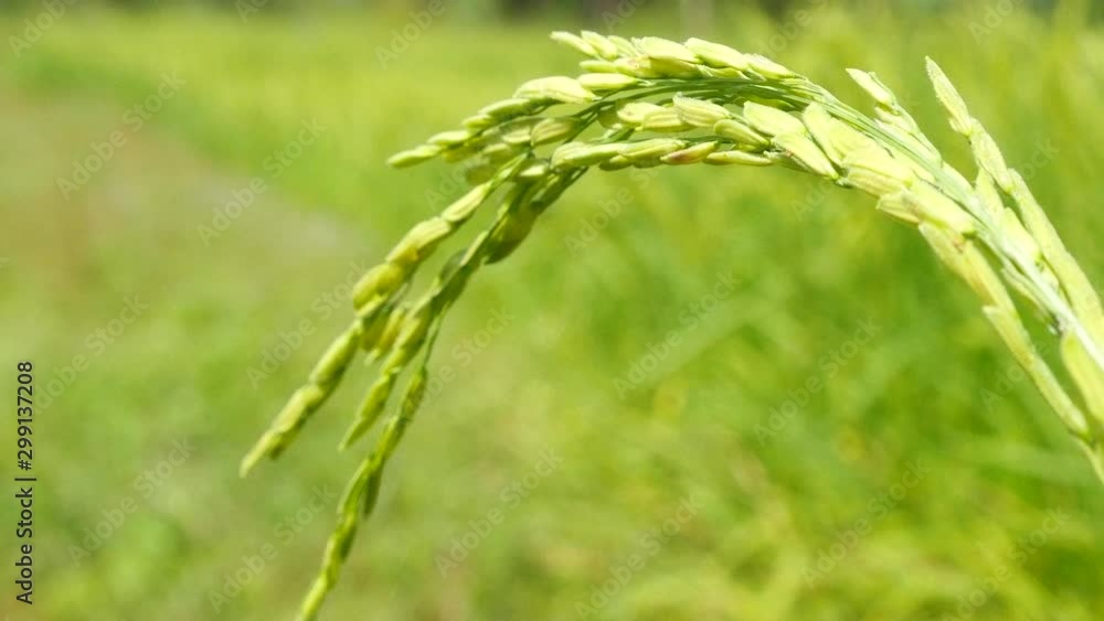 The rice paddy field in Thailand The rice paddy field in Thailand