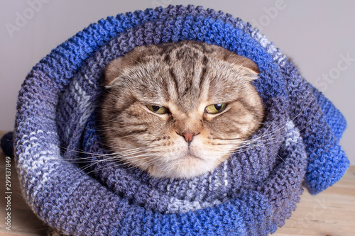 Fototapeta Naklejka Na Ścianę i Meble -  Funny cat (Scottish Fold) wrapped in a soft, warm wool scarf. She is not happy with the onset of cold weather and prepared for the fall and winter.
