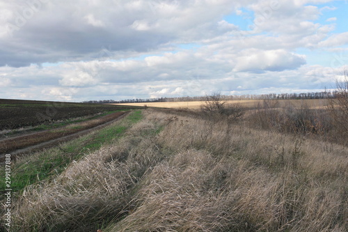  rural road along a field of winter wheat