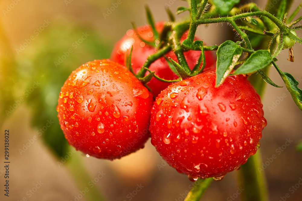 Bunch of ripe natural cherry red tomatoes in water drops growing in a greenhouse  ready to pick - obrazy, fototapety, plakaty 