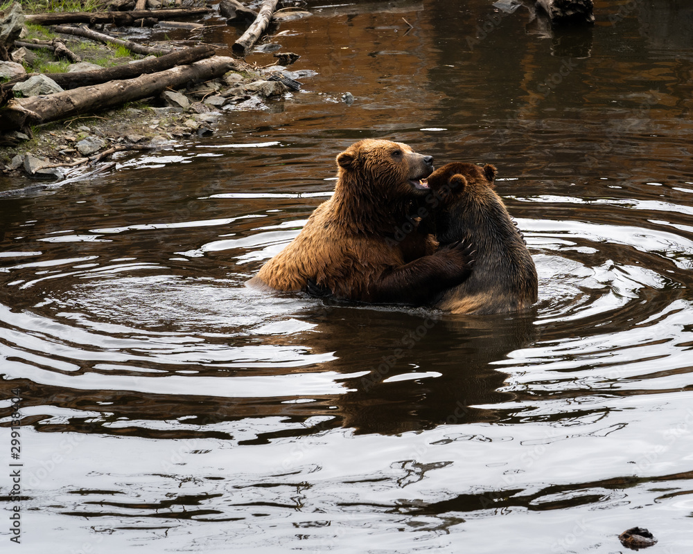 Obraz premium Rescued brown bears play fight at The Fortress Of The Bear, in Sitka, Alaska