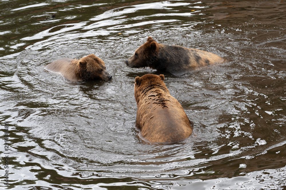 Fototapeta premium Rescued brown bears play in water at The Fortress Of The Bear, in Sitka, Alaska