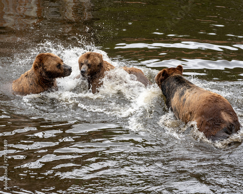 Rescued brown bears play at The Fortress Of The Bear, in Sitka, Alaska
