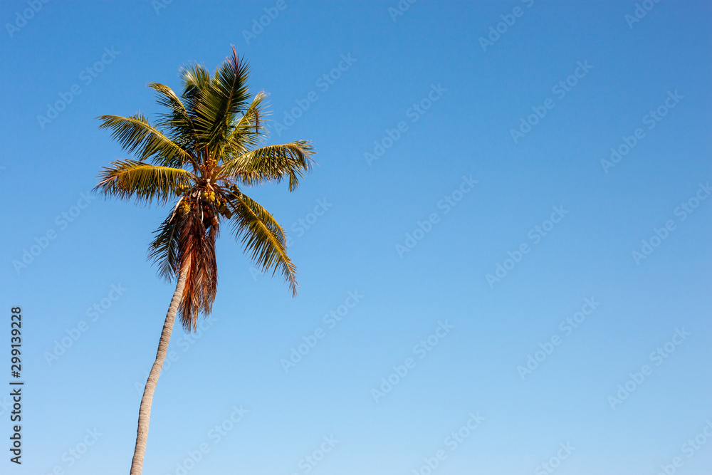 Solitary Palm Tree