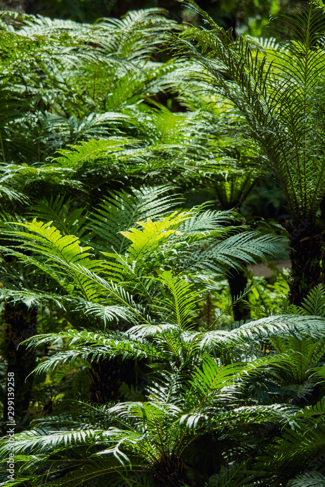 Obraz premium Fern tree on Doi Inthanon National park , Location Chomthong District, Chiang Mai Province North of Thailand 