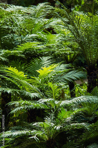 Fern tree on Doi Inthanon National park   Location Chomthong District  Chiang Mai Province North of Thailand 