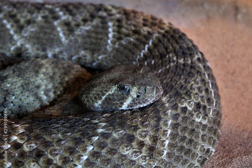 Obraz premium Rattlesnake coiled up