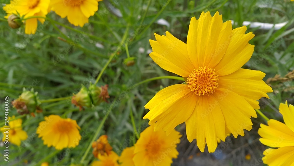 Closeup view of lovely yellow flower against a green leaves background Closeup view of lovely yellow flower against a green leaves background