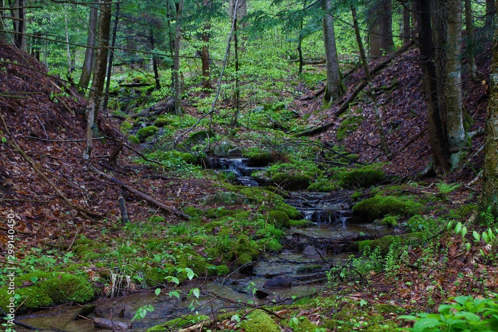 Small waterfall along a hiking trail in Canaan Valley, West Virginia Small waterfall along a hiking trail in Canaan Valley, West Virginia