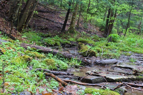 Beautiful and foggy Canaan Valley  West Virginia