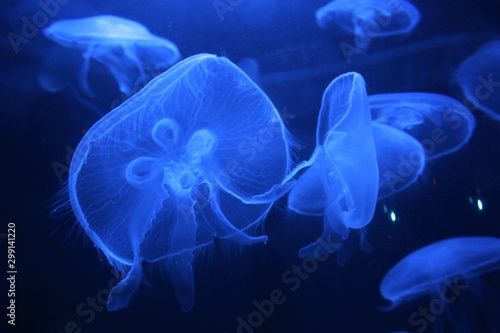 Moon jellyfish floating along in it's habitat