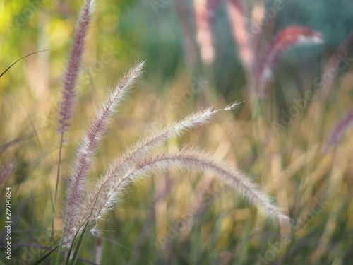 GRAMINEAE Pennisetum polystachyon brown color flower grass Axillary and branched Inflorescence set on a long stalk. Consisting of a large number of purple sub-flowers appearance is not very fluffy photo