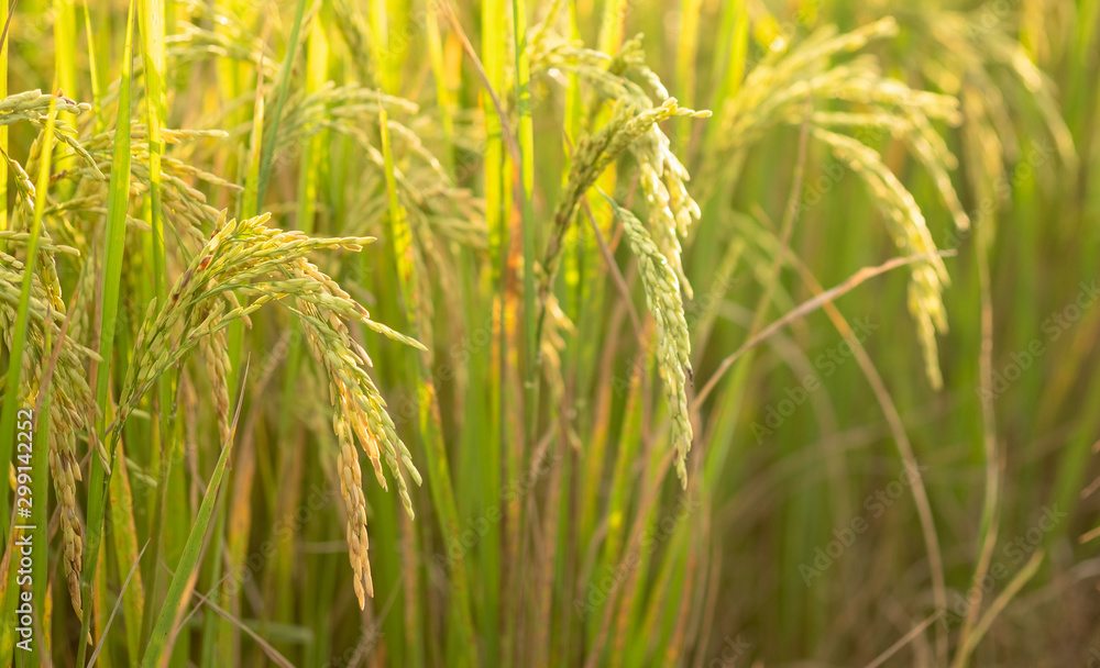Rice in field conversion test at North Thailand,rice yellow color Rice in field conversion test at North Thailand,rice yellow color