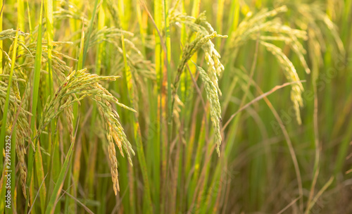 Rice in field conversion test at North Thailand,rice yellow color