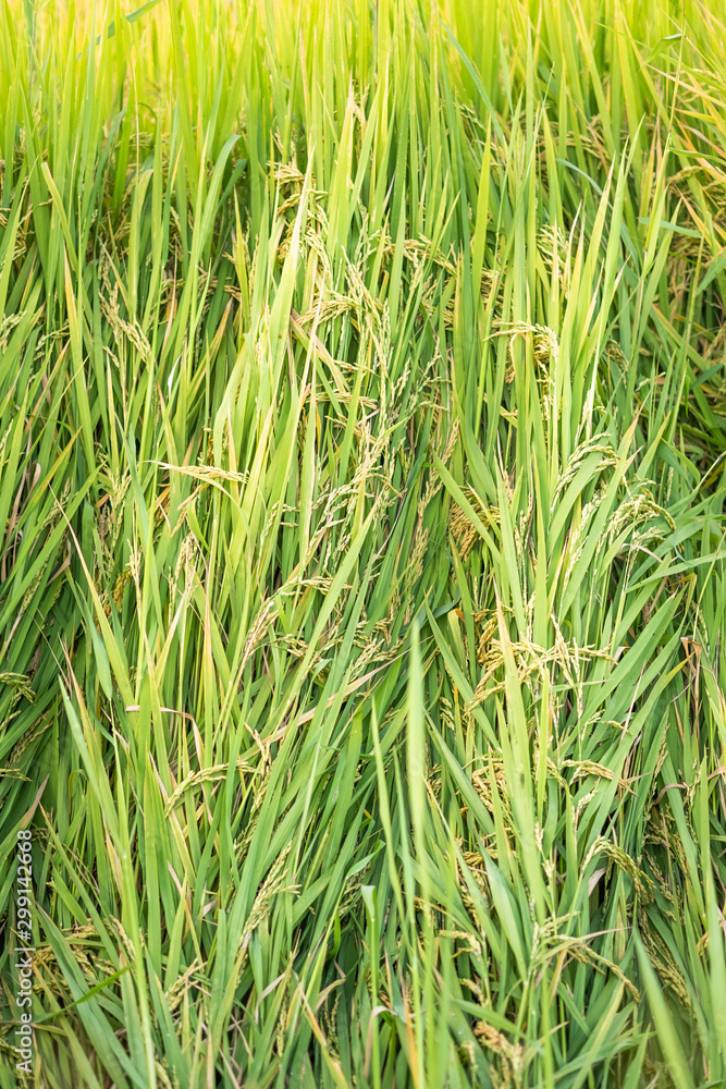 Rice in field conversion test at North Thailand,rice growth nature,Grain green color Rice in field conversion test at North Thailand,rice growth nature,Grain green color