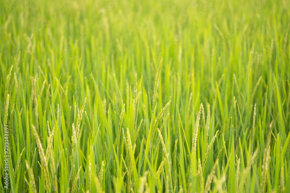 green rice field in nature