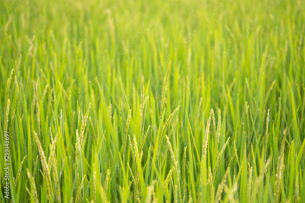 green rice field in nature green rice field in nature