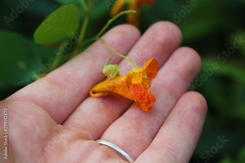 Orange trumpet flower