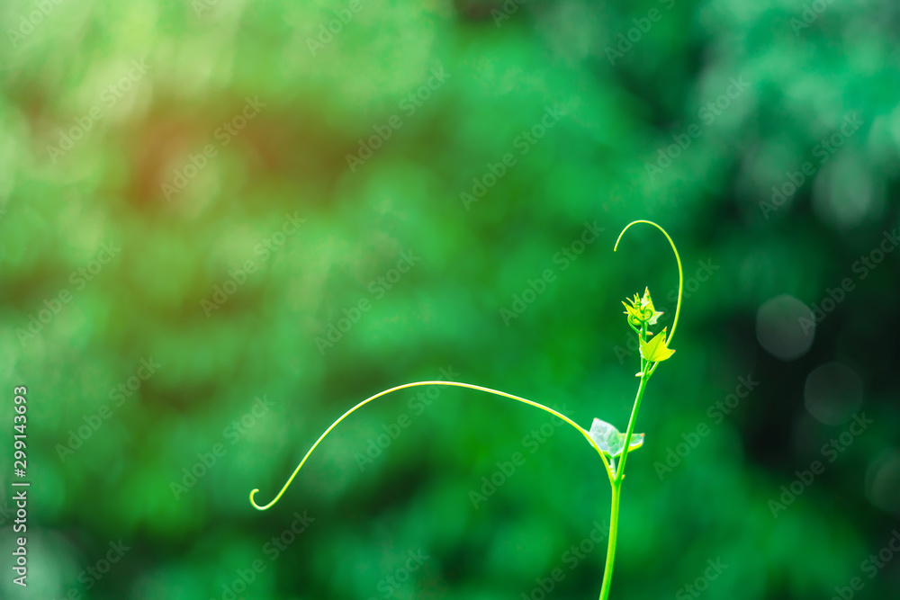 Leaf in sinlight nature with bokeh light on blurred Leaf in sinlight nature with bokeh light on blurred