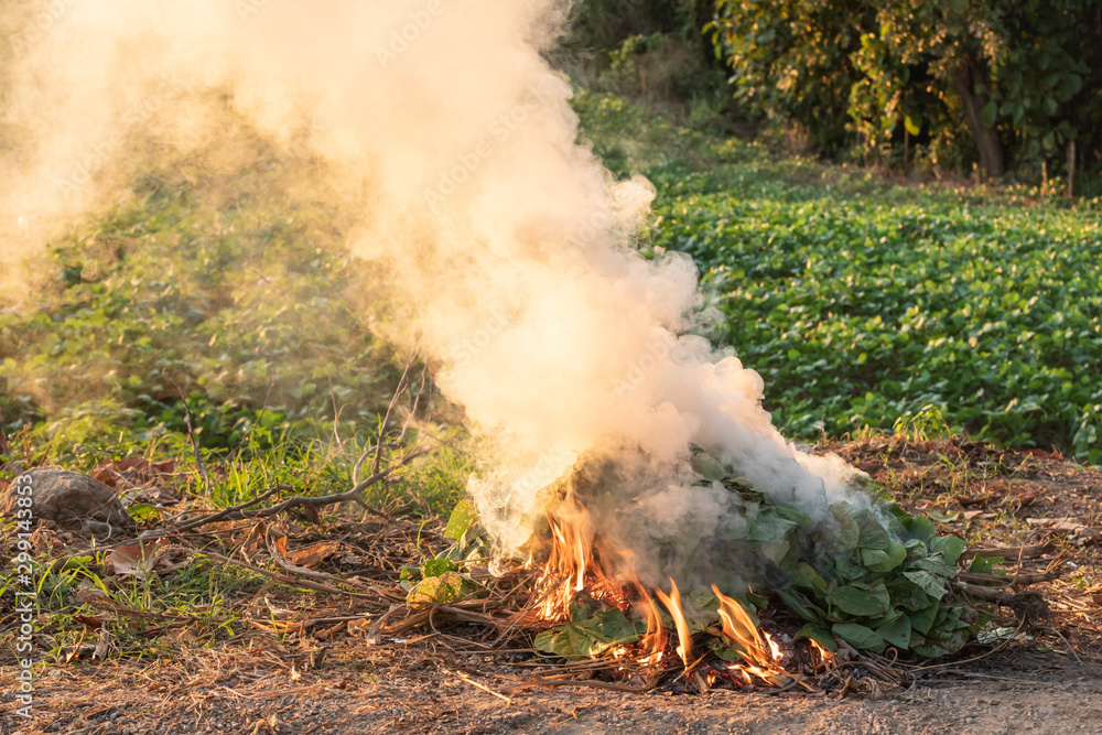 burn green bean leaves that are destroyed by pests burn green bean leaves that are destroyed by pests