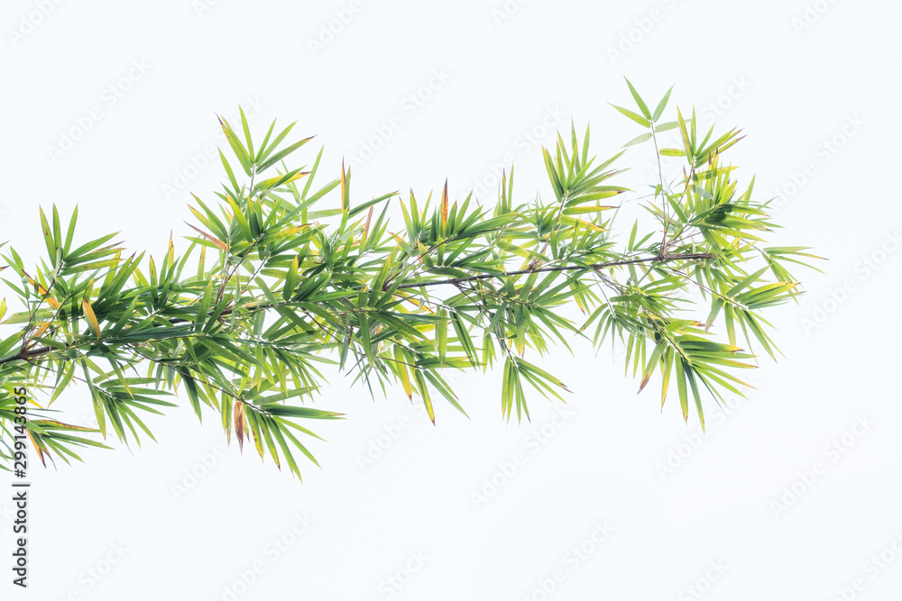 Bamboo leaves in isolated white background.Clipping path Bamboo leaves in isolated white background.Clipping path