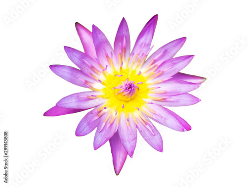 Purple lily water or lotus flower in the basin very fresh