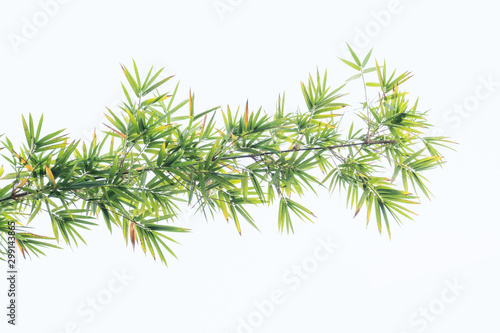 Bamboo leaves in isolated white background.Clipping path