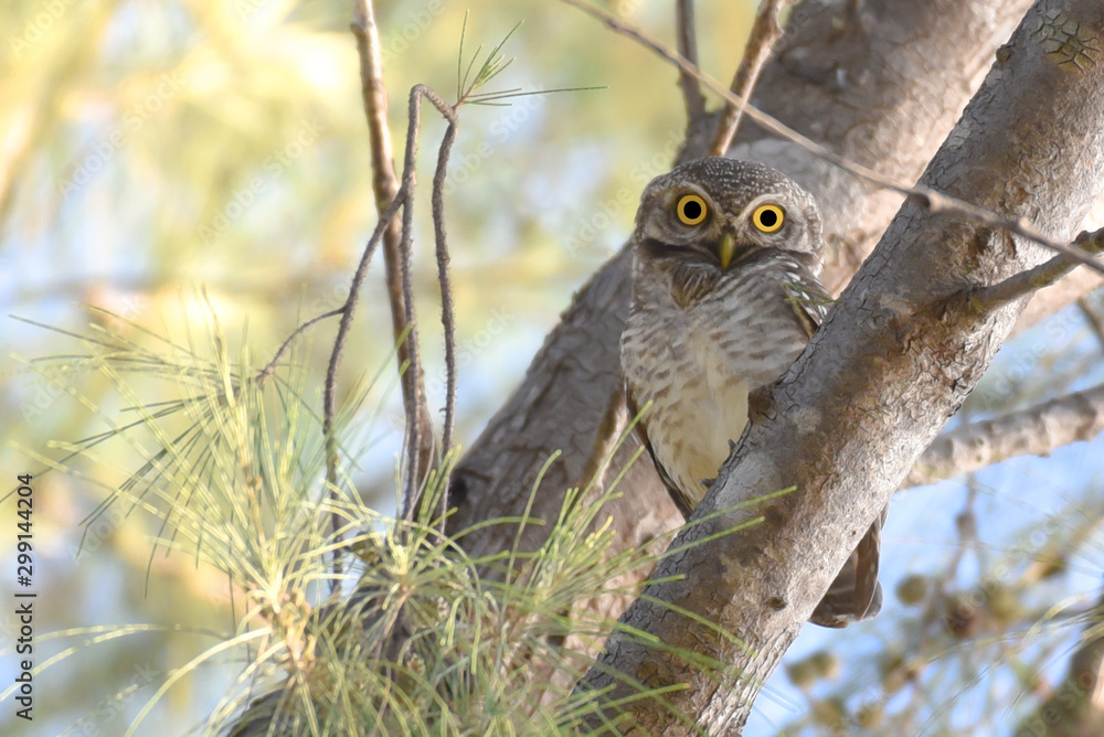 Spotted owlet on branch of tree. Spotted owlet on branch of tree.