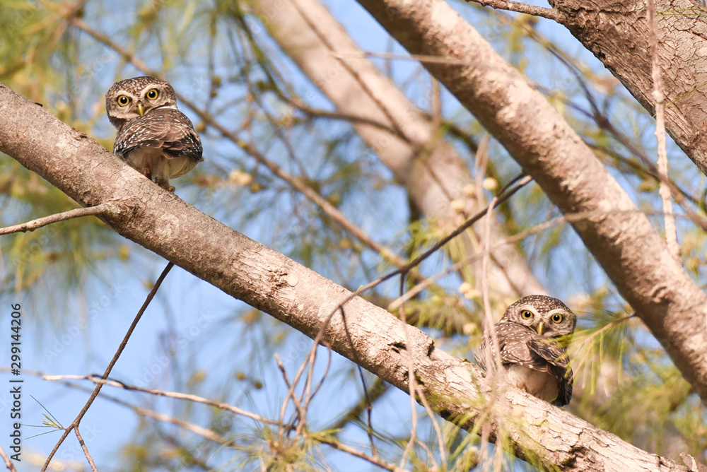 Two spotted owlets on branch of tree.