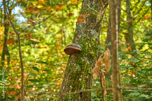 Champignon de souche, amadouvier sur un tronc photo