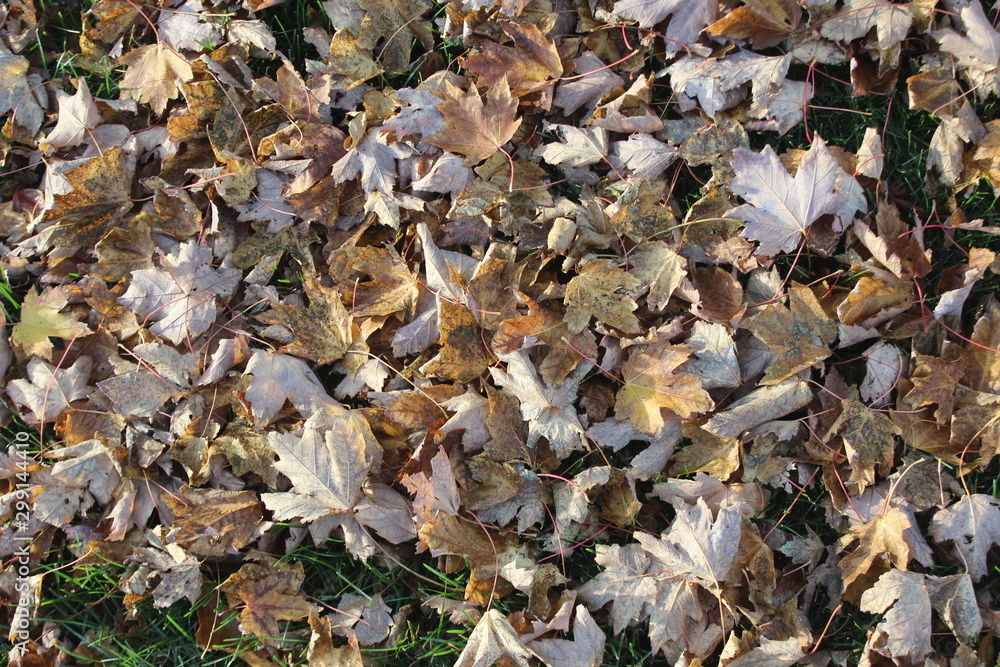 autumn leaves on the ground autumn leaves on the ground