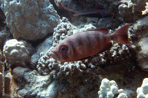 Wallpaper Mural diving red sea Torontodigital.ca