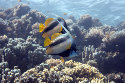 diving red sea