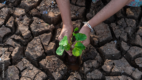 Photos Hands holding a tree growing on cracked ground