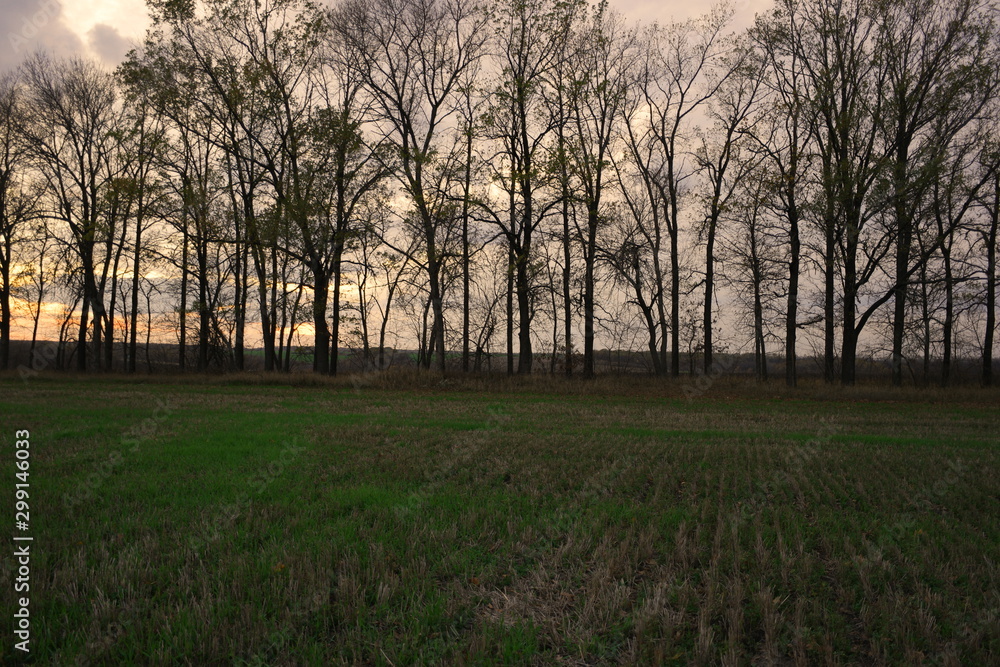 Obraz premium nature