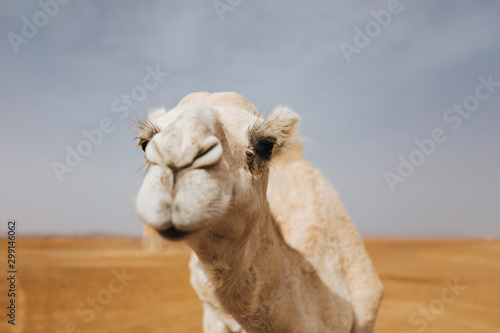 Beautiful white camel dromedary in the desert. Close up view of the head. © daviles