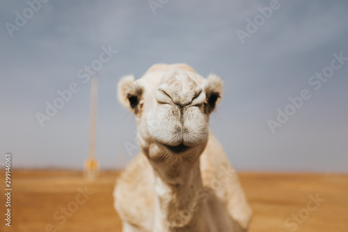 Funny white camel, close up view of the face. © daviles